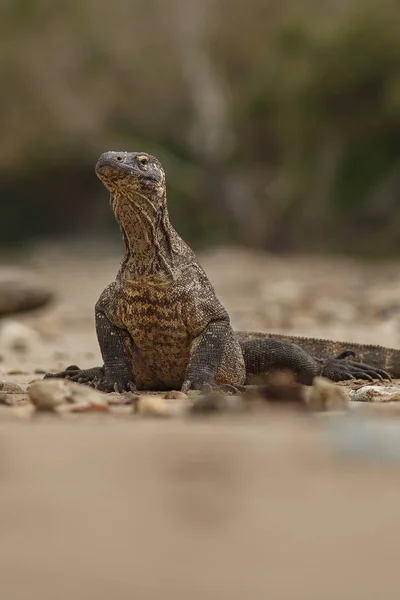 Dragón de Komodo en el hermoso hábitat natural — Foto de Stock