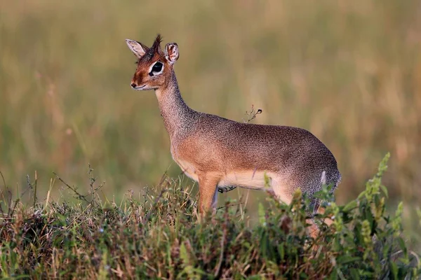 Antilope dik-dik en el hermoso hábitat natural — Foto de Stock