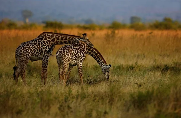 Giraffes in the beautiful nature habitat — Stock Photo, Image