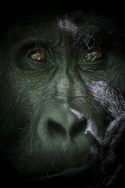 Stora och karismatisk silverback gorilla — Stockfoto