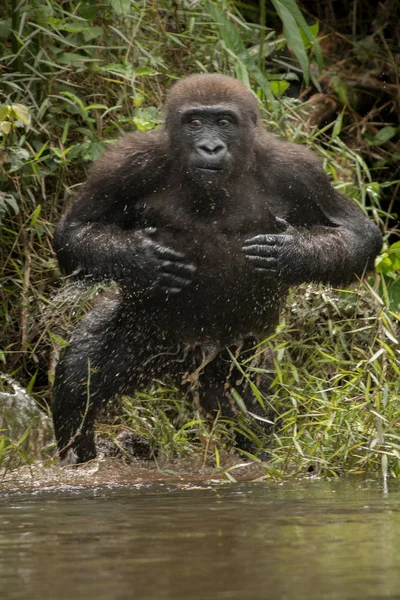 Красивая и дикая горилла — стоковое фото