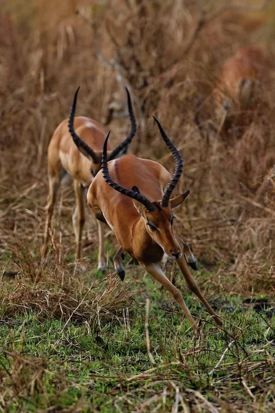 Vackra antiloper i naturen livsmiljöen — Stockfoto