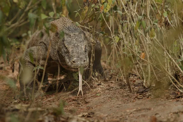 Komodo dragon güzel doğa ortamlarında — Stok fotoğraf