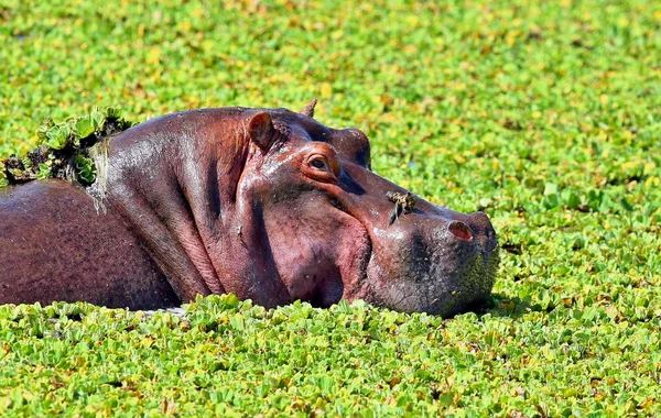 Hippopotame dans le magnifique habitat naturel — Photo