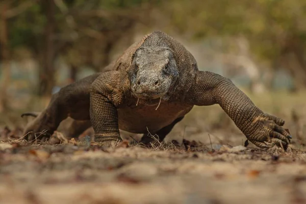 Dragão de komodo no belo habitat natural — Fotografia de Stock