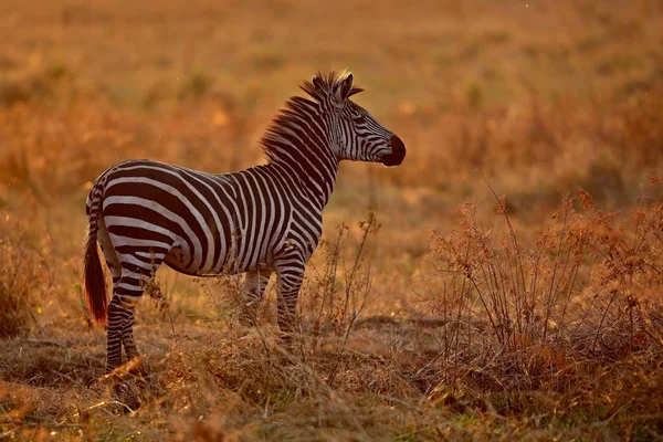 Зебра в естественной среде обитания — стоковое фото