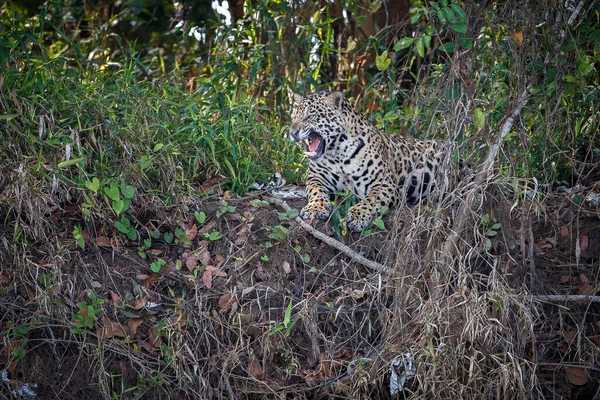 Американський jaguar жінки — стокове фото