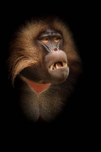 Babouin Gelada des ténèbres — Photo