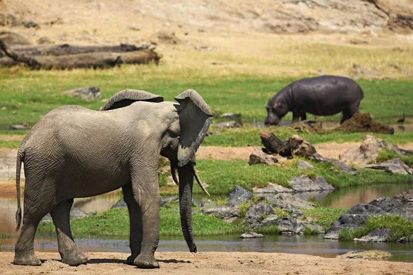 Elephant and hippo in the beautiful nature habitat — Stock Photo, Image