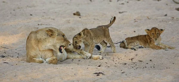 Leeuwin en Cubs in natuur habitat — Stockfoto