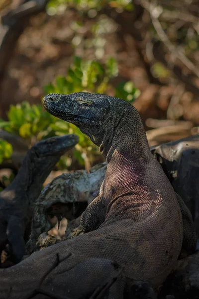Komodo dragon in the beautiful nature habitat — Stock Image Komodo dragon in the beautiful nature habitat Royalty Free Stock Photos