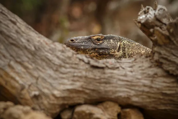 Komodo dragon in the beautiful nature habitat — Stock Image Komodo dragon in the beautiful nature habitat Stock Picture