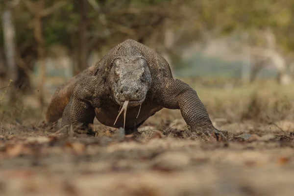 Komodo dragon in the beautiful nature habitat — Stock Image Komodo dragon in the beautiful nature habitat Stock Image