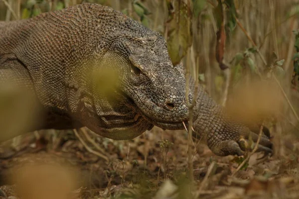 Komodo dragon in the beautiful nature habitat — Stock Image Komodo dragon in the beautiful nature habitat Stock Photo