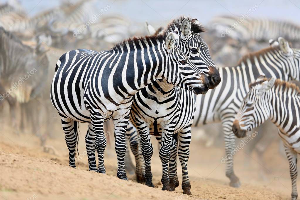 Zebras in the big herd during the great migration in masai mara — Stock Photo © Photocech 130071238