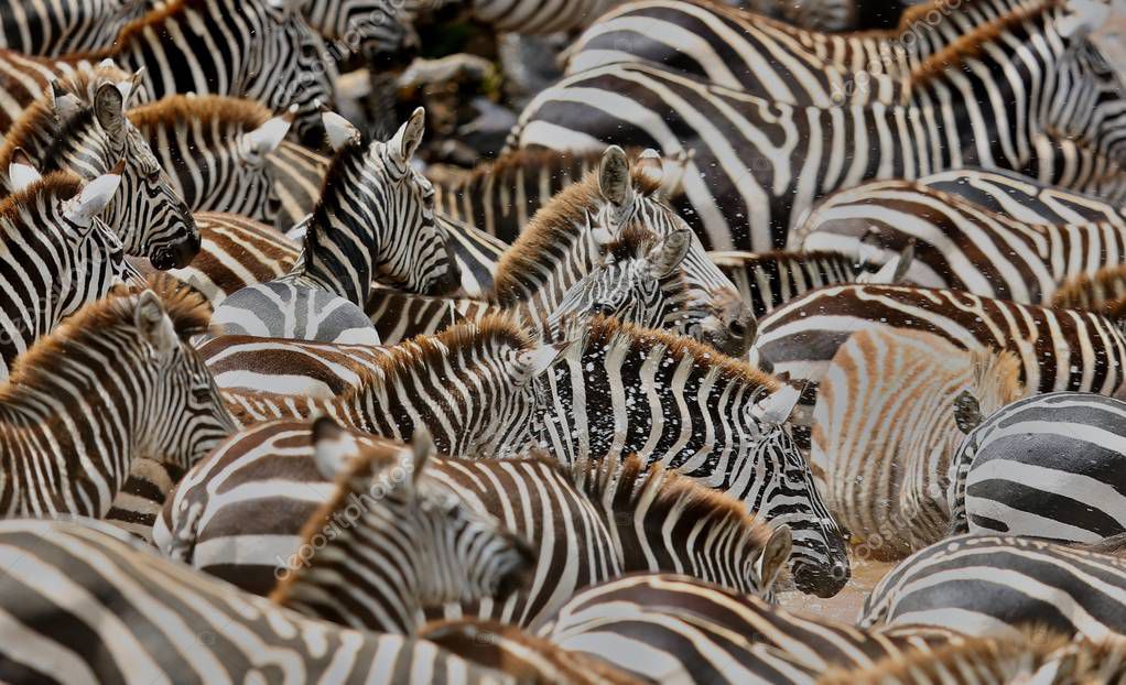Zebras in the big herd during the great migration in masai mara Stock Photo by ©Photocech 130072426