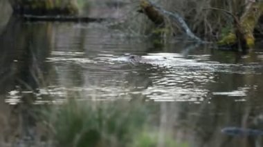 doğal yaşam alanı Beaver