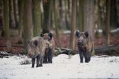 Vaddisznó malacok testvérek az Európai erdő