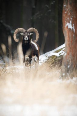 Big european mouflon sheep in the forest clipart