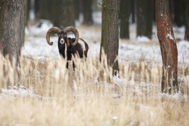 Big european mouflon sheep in the forest clipart