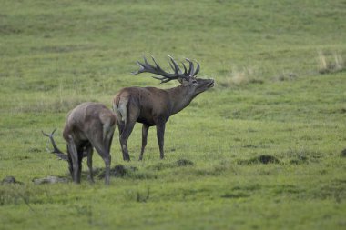 Büyük ve güzel Kızıl geyik  