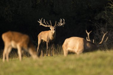 Büyük ve güzel Kızıl geyik  