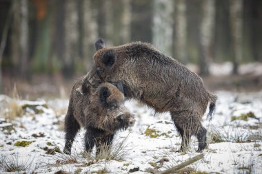 Two big wild boars clipart