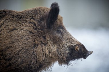 Avrupa ormanda büyük yaban domuzu