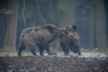 Two big wild boars clipart