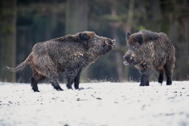 Two big wild boars