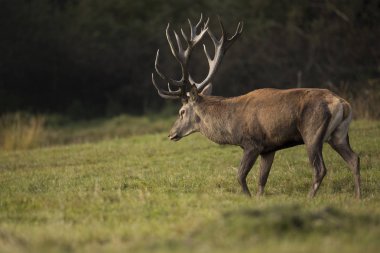 Büyük ve güzel Kızıl geyik