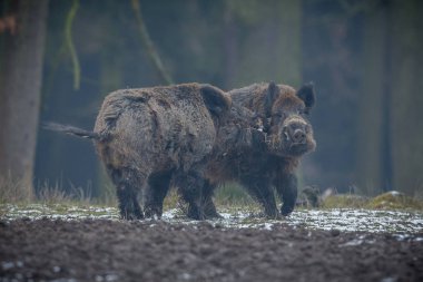 Two big wild boars clipart