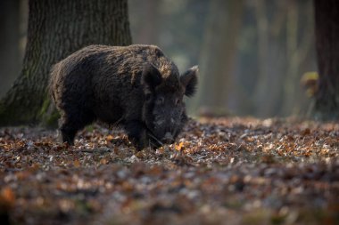 Avrupa ormanda büyük yaban domuzu
