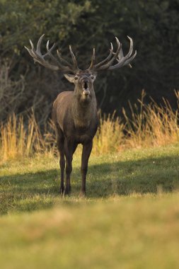 Büyük ve güzel Kızıl geyik