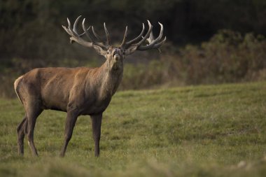 Büyük ve güzel Kızıl geyik
