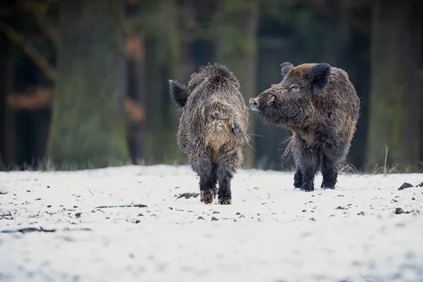 Two big wild boars — Stock Photo, Image