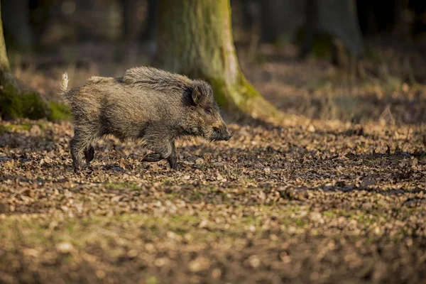 Big wild boar in the european forest — Stock Photo, Image