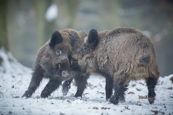 Zwei große Wildschweine — Stockfoto