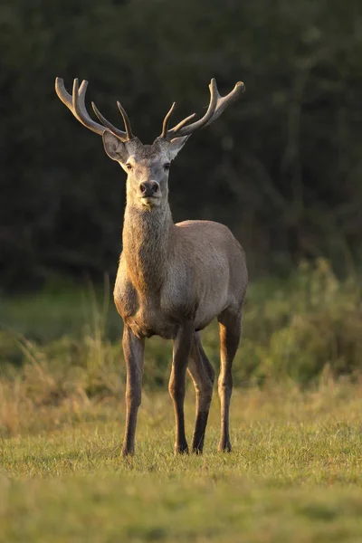 Red deer in the nature habitat — Stock Photo, Image