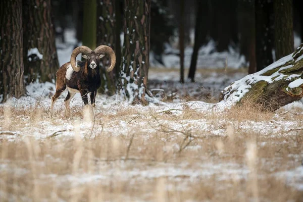 Stora europeiska mufflon fåren i skogen — Stockfoto