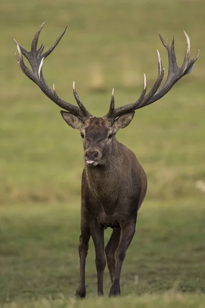 Grand et beau cerf rouge — Photo