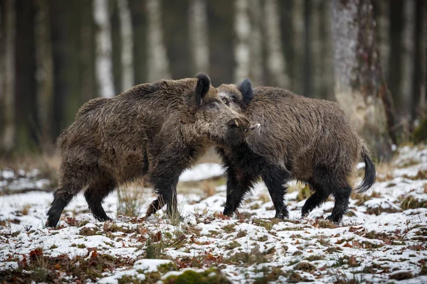 Zwei große Wildschweine — Stockfoto