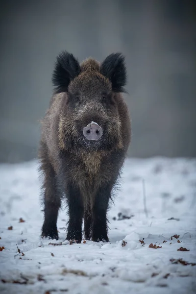 Wildschweine im europäischen Wald — Stockfoto