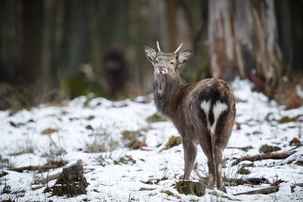 Sika deer, Cervus nippon nippon is forest — Stock Photo, Image