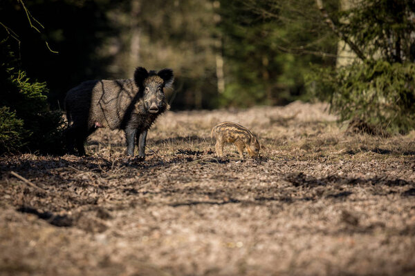 Wild boar family in the forest