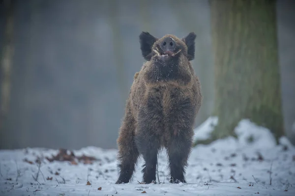 Stora vildsvin i skogen Europeiska — Stockfoto