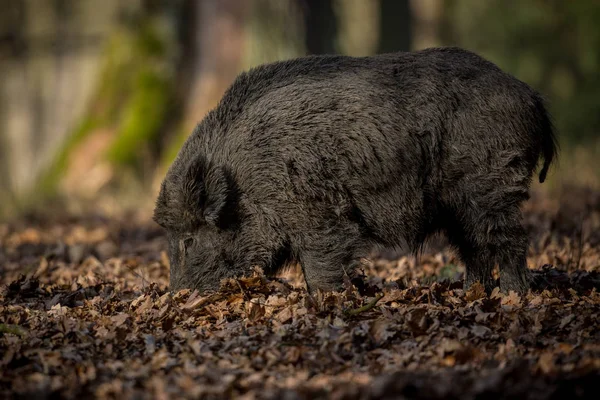 Groot everzwijn in het Europese bos — Stockfoto
