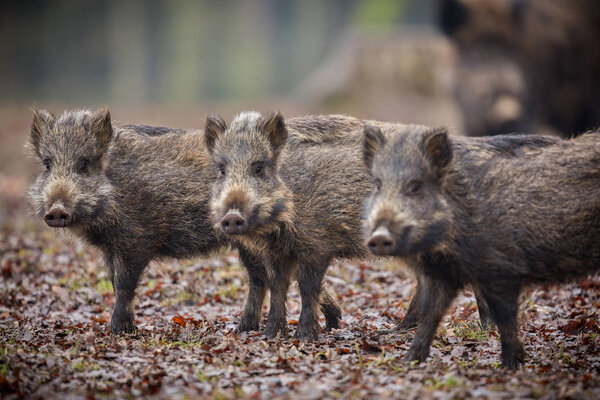 Wild boar piglet brothers in the european forest