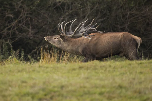 Grand et beau cerf rouge — Photo