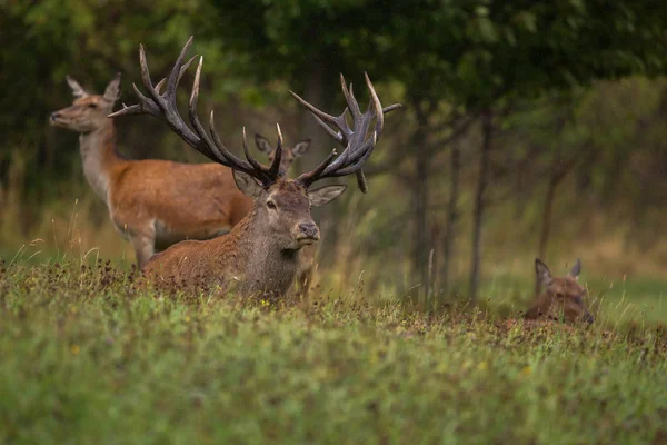 Big and beautiful red deer — Stock Photo, Image